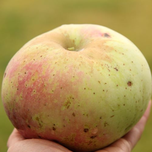 Wolf River Heirloom Biggest Apple Tree