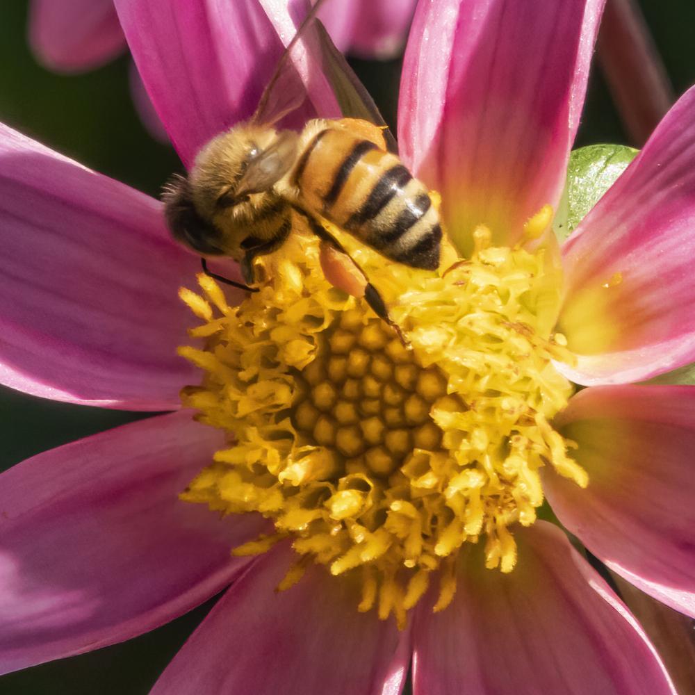 Bonne Espérance Dahlia Plants online shopping