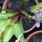 Red Zeppelin Hosta Plants online shopping