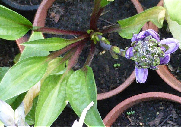 Red Zeppelin Hosta Plants online shopping