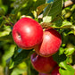 Crimson Crisp® Apple