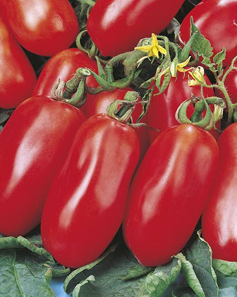 San Marzano Lampadina  Organic Tomato