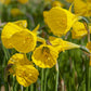 Golden Bells Narcissus Bulbs