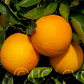 Riverside 1873 Parent Washington Navel Orange Budwood citrus plant material online shopping