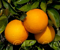 Riverside 1873 Parent Washington Navel Orange Budwood citrus plant material online shopping