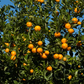 Calamondin Budwood citrus plant material online shopping