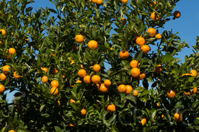 Calamondin Budwood citrus plant material online shopping