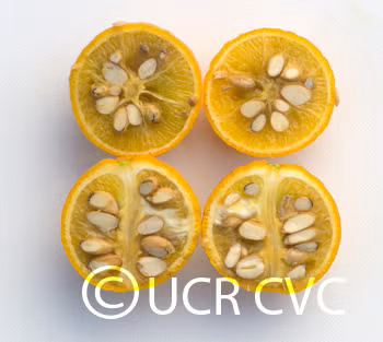 Rich 16-6 Trifoliate Budwood citrus plant material online shopping