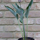 Kempen Sky High Hosta Plants online shopping