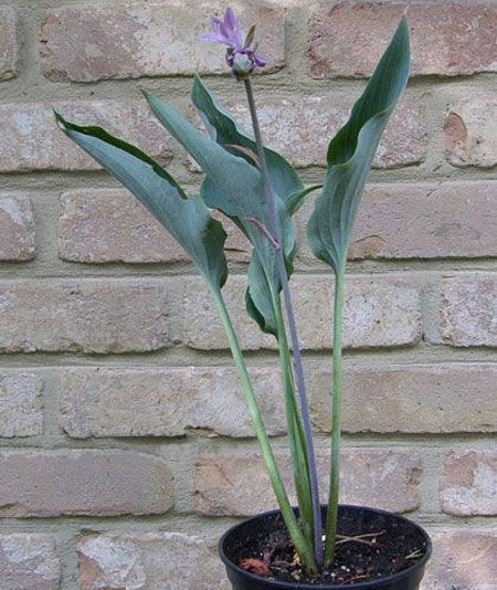Kempen Sky High Hosta Plants online shopping