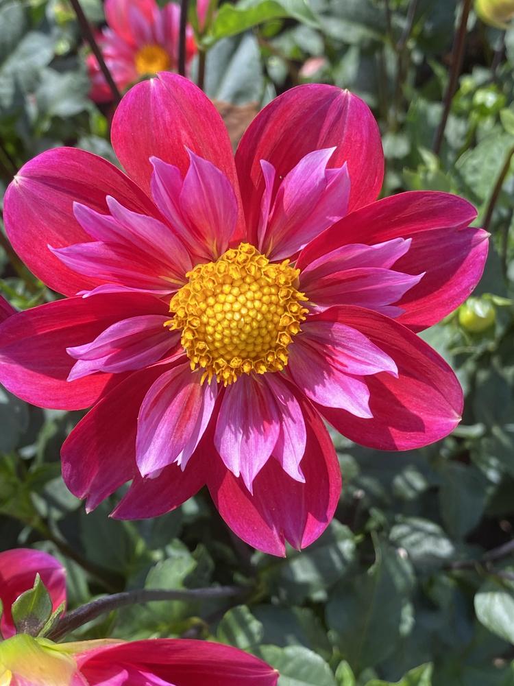 Pipsqueak Dahlia