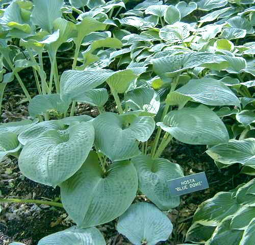 Blue Dome Hosta Plants online shopping