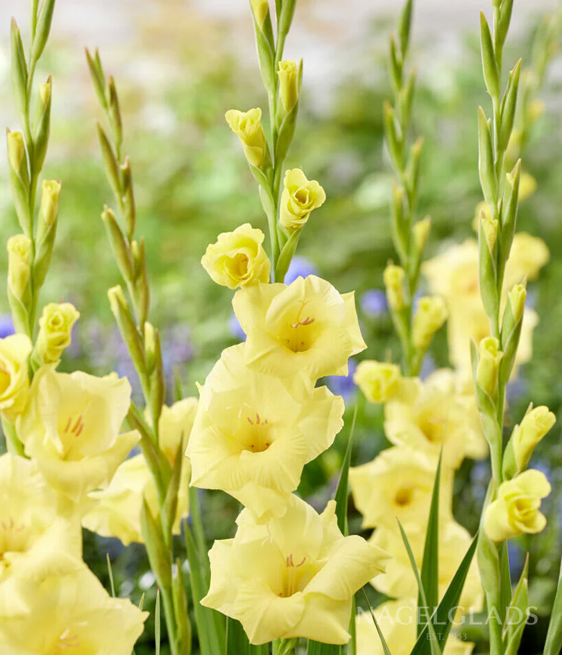 Bananarama Gladiolus Corms