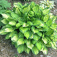 Volcano Island Hosta Plants online shopping