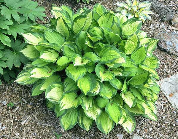 Volcano Island Hosta Plants online shopping