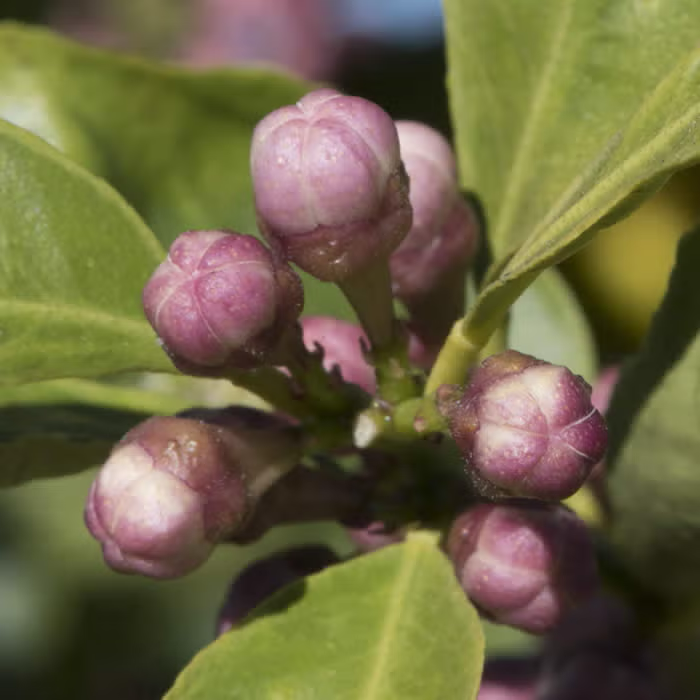 Pomona Sweet Lemon Budwood citrus plant material online shopping