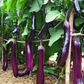 Ping Tung Long Aubergine