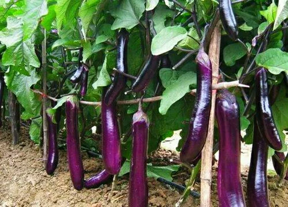 Ping Tung Long Aubergine