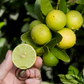 Mexican Key Lime Plant citrus plant material online shopping