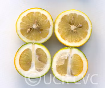 Citrumelo CRC 1452 Trifoliate Hybrid Budwood citrus plant material online shopping