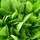 Parris Island Lettuce