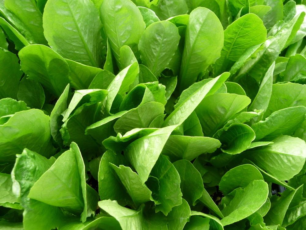 Parris Island Lettuce