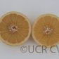 Wekiwa Tangelo Mandarin Budwood citrus plant material online shopping