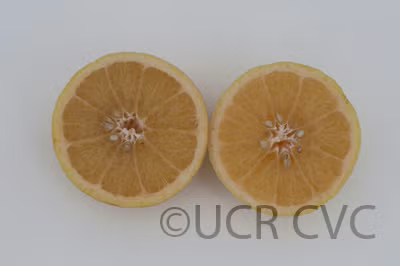 Wekiwa Tangelo Mandarin Budwood citrus plant material online shopping