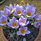 Firefly Snow Crocus Corms