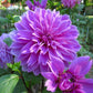 Lilac Time Dahlia Plants online shopping