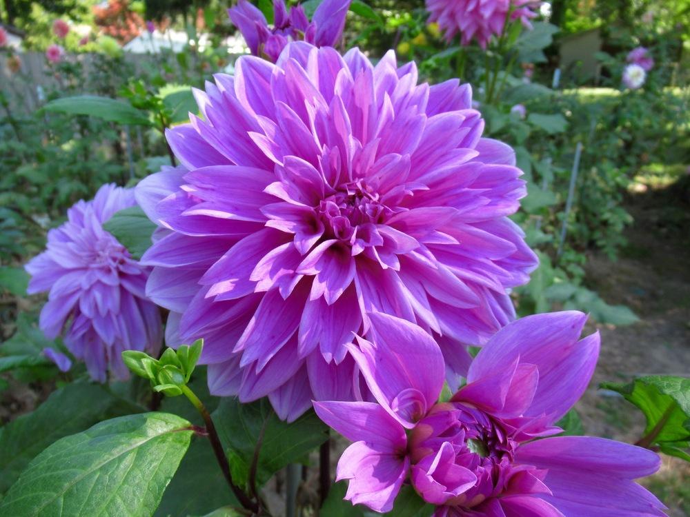 Lilac Time Dahlia Plants online shopping
