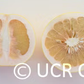 Hirado Buntan Pummelo Budwood citrus plant material online shopping