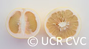 Hirado Buntan Pummelo Budwood citrus plant material online shopping