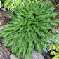 Urchin Hosta Plants online shopping