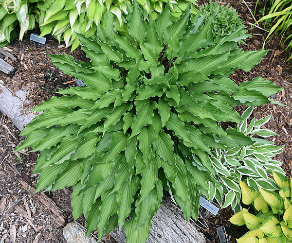 Urchin Hosta Plants online shopping