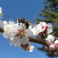 Capilano Sweet Freestone Apricot Self Fertile Hardy Tree Flowers Attract Pollinators