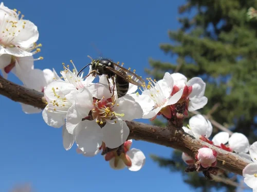 Capilano Sweet Freestone Apricot Self Fertile Hardy Tree Flowers Attract Pollinators