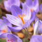 Speciosus Fall Flowering Crocus Corms