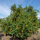 Novelty x Ellendale Mandarin Hybrid Budwood citrus plant material online shopping