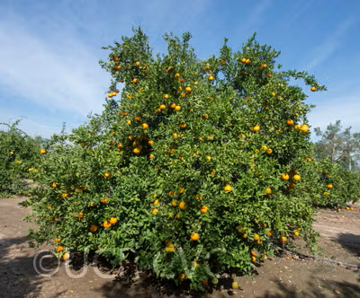 Novelty x Ellendale Mandarin Hybrid Budwood citrus plant material online shopping