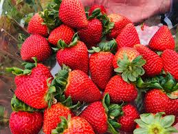 Royal Royce Day Neutral Strawberry