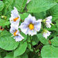 All Blue Seed Potato online shopping