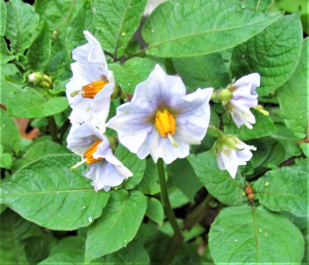 All Blue Seed Potato online shopping