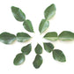 Citrus Hystrix Kaffir Lime Papeda Budwood citrus plant material online shopping