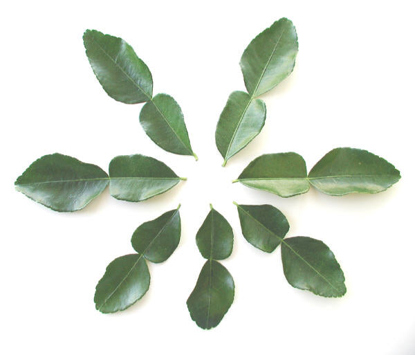 Citrus Hystrix Kaffir Lime Papeda Budwood citrus plant material online shopping