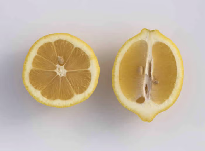 Limoneira 8A Lisbon Lemon Budwood citrus plant material online shopping