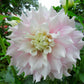 Gitts Perfection Dahlia