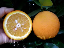 Pineapple Sweet Orange Seed