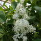 Primrose Heirloom Lilac lilac plant online shopping