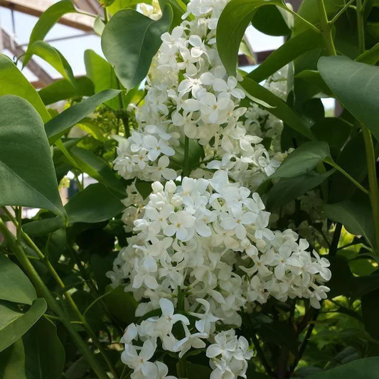Primrose Heirloom Lilac lilac plant online shopping